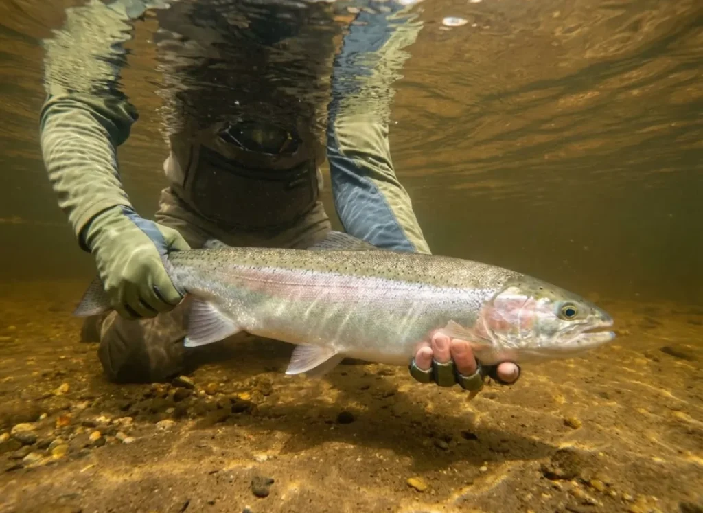 An underwater view of an angler releasing a large steelhead trout, keeping the fish fully submerged.