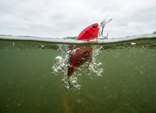 underwater-lure-color-physics A split-level view of a red fishing lure splashing into green lake water, showing bubbles and the shift in light visibility underwater.