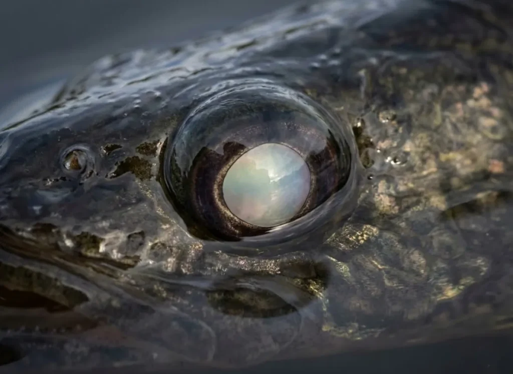 Extreme close-up of a Walleye fish eye showing the reflective, glassy texture and spherical lens structure.