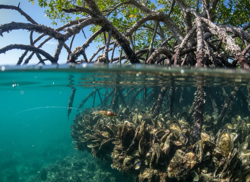 An underwater view of a fishing leader and lure next to a sharp oyster bar and barnacle-covered mangrove roots, showing the need for abrasion resistance.