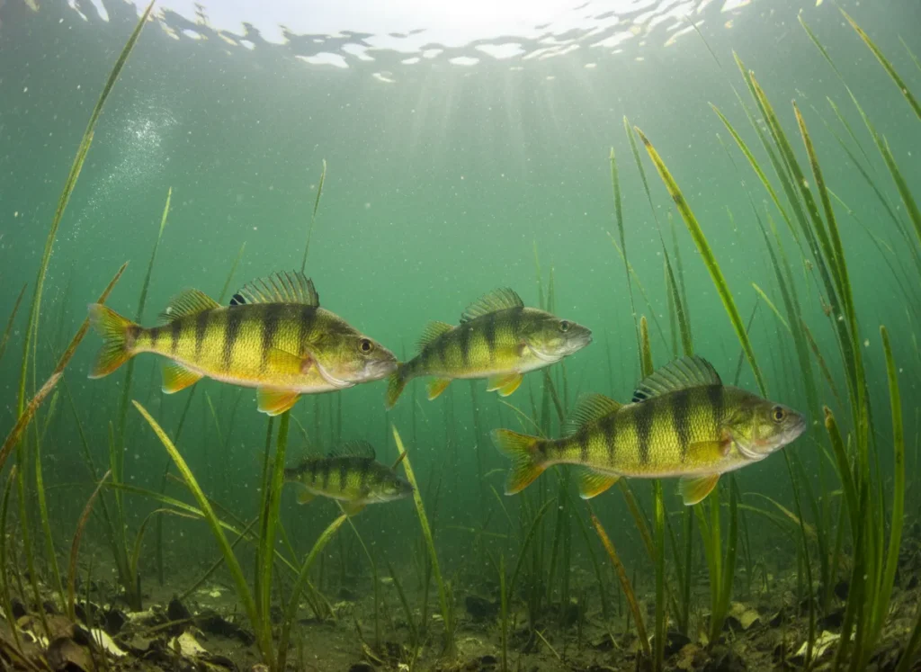 Underwater shot of a school of yellow perch swimming near green reed beds.