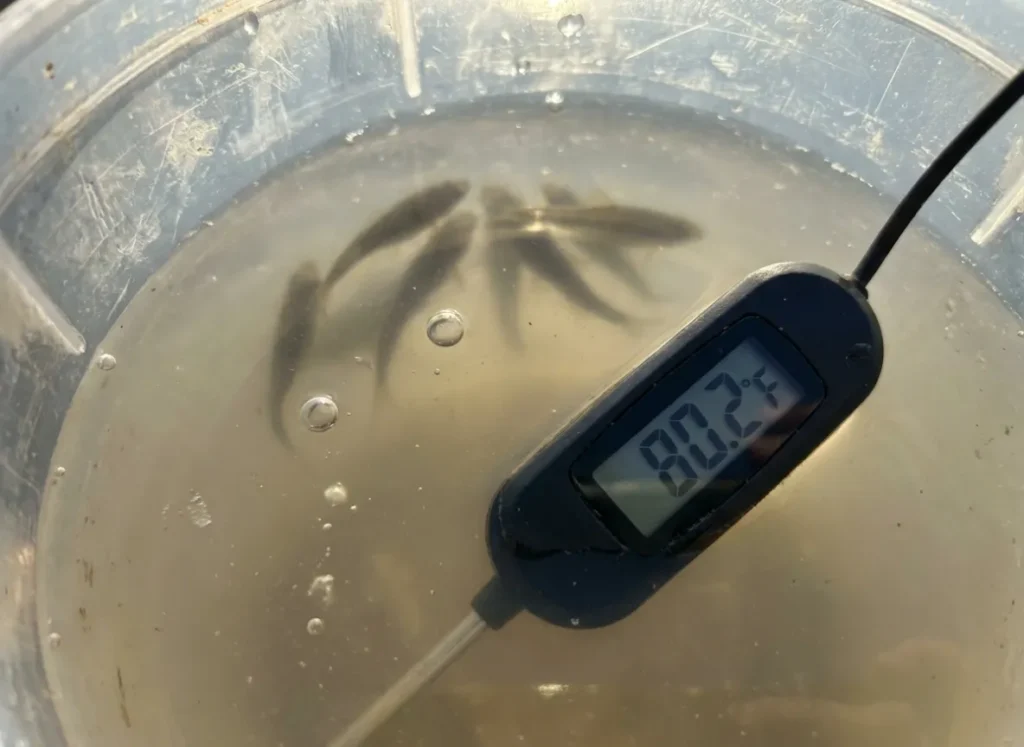 Close-up of a thermometer in a bait bucket with fish gasping at the surface due to heat.