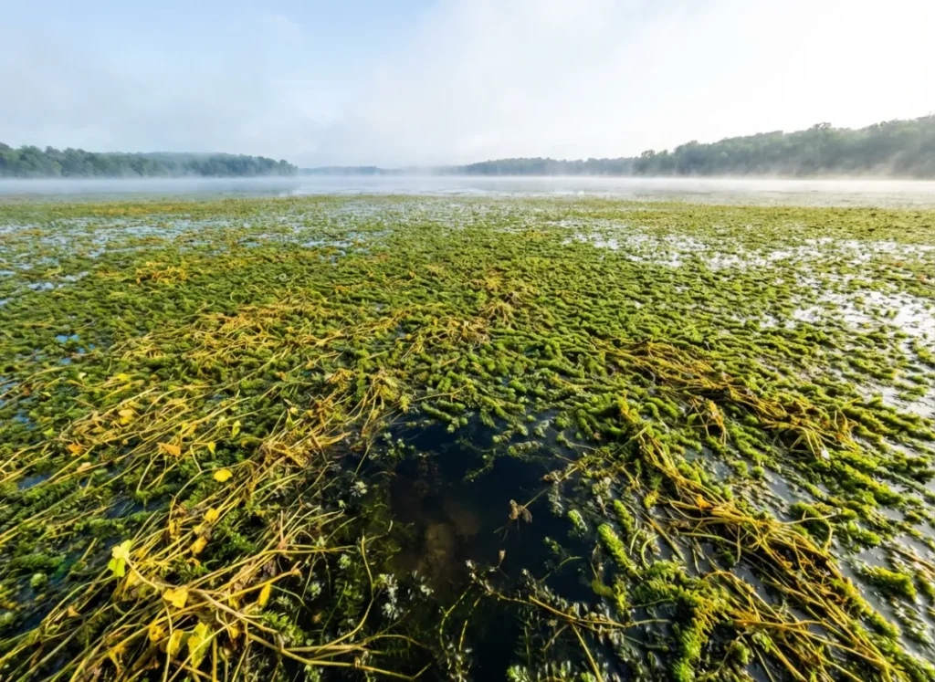 A sprawling surface mat of dense hydrilla and aquatic weeds on a lake, showing small holes in the canopy.