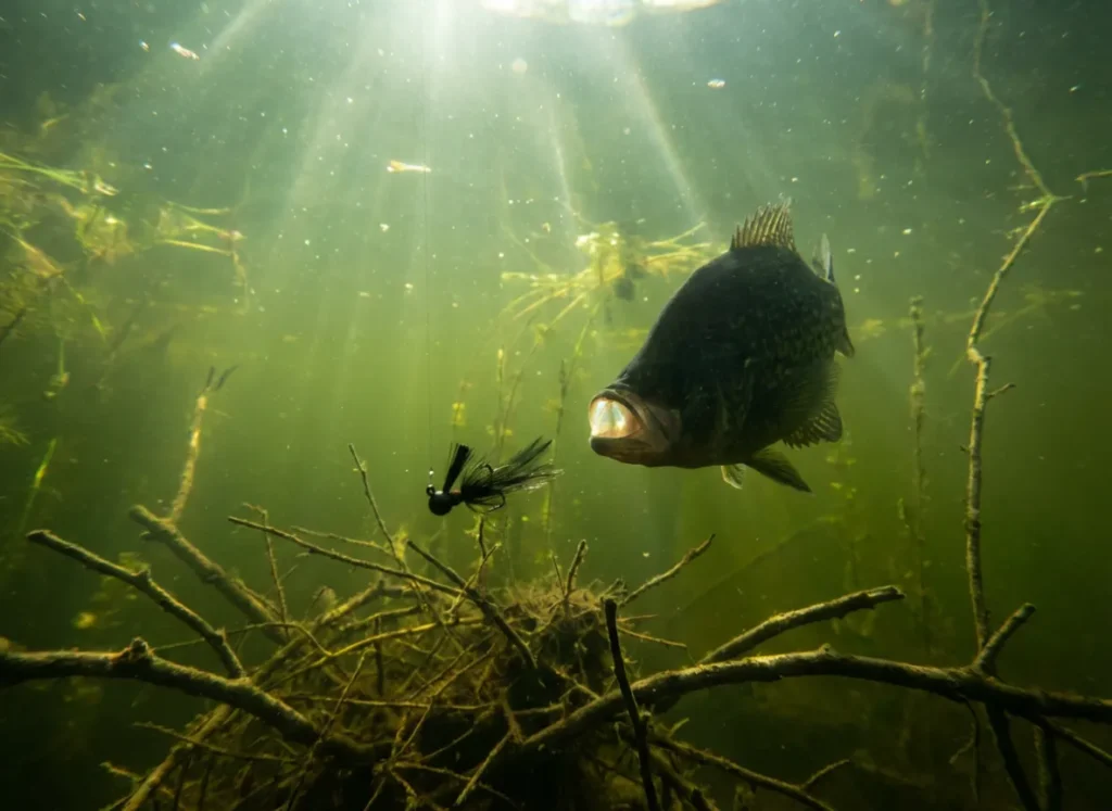 Underwater view of a crappie approaching a small jig near submerged brush, highlighting the upward feeding angle.