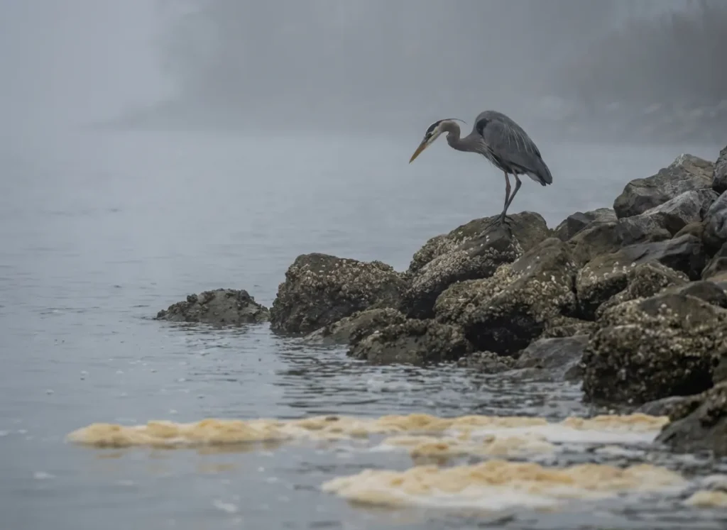 Great Blue Heron hunting on a rocky bank next to yellowish sea foam, indicating a shad spawn.