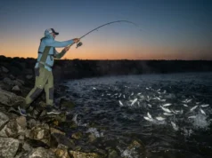 Shad Spawn Fishing: The Complete Tactical Playbook Angler casting into a frantic school of shad spawning along a rocky shoreline at dawn.