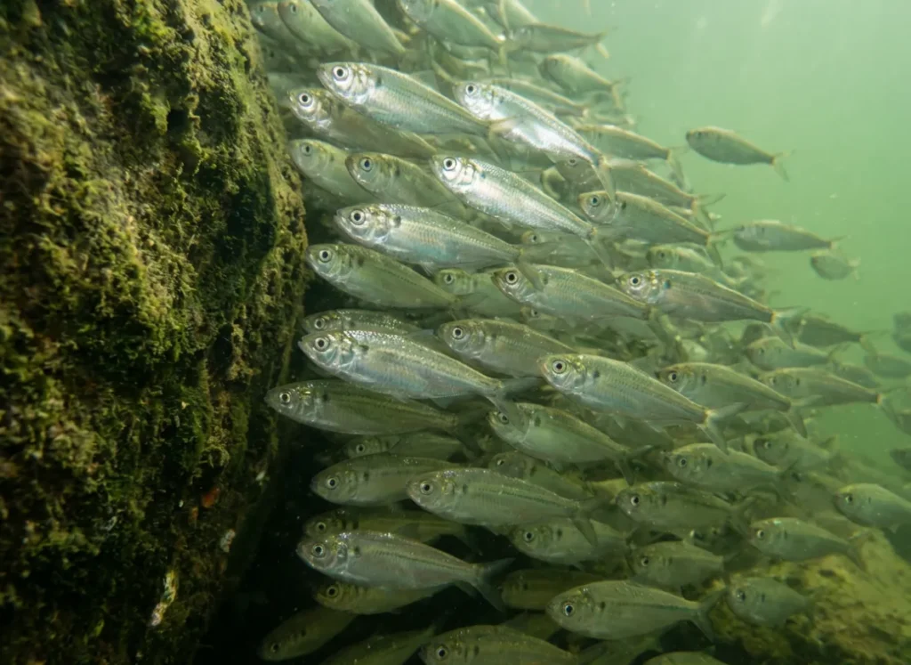A dense school of threadfin shad swimming tightly against an underwater rock structure.