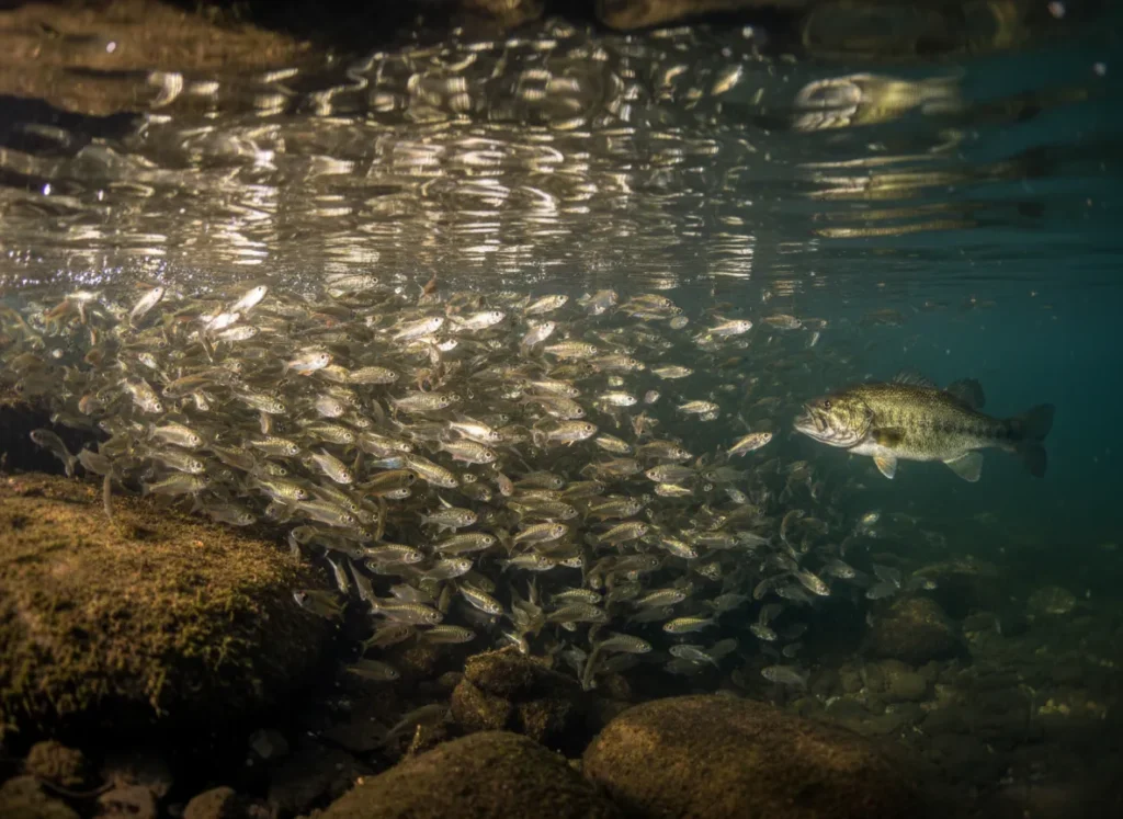 An underwater-level view of a school of spawning shad near a rocky shoreline, with a largemouth bass lurking nearby.