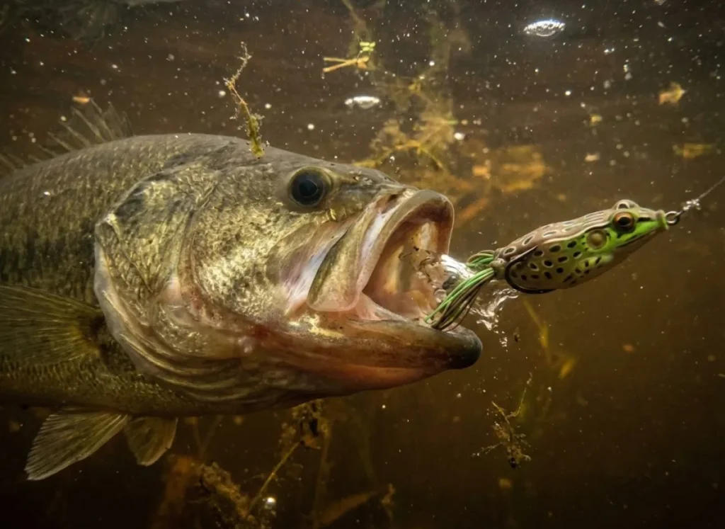 Close up of a bass attempting to eat a LiveTarget frog, illustrating the bow wave pushing the lure away.