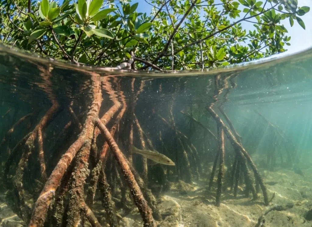 Split-level view of red mangrove roots above and below water, showcasing the blue carbon ecosystem and juvenile fish habitat.