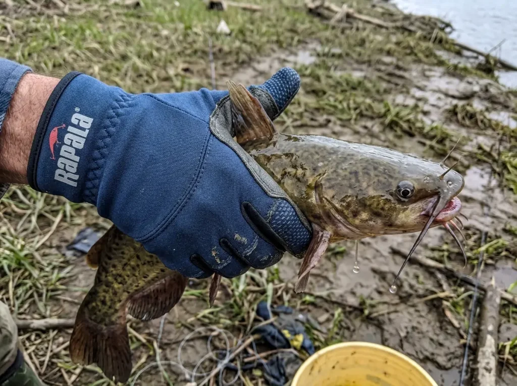 Gloved hand holding a catfish clear of its dorsal and pectoral spines showing the real puncture threat