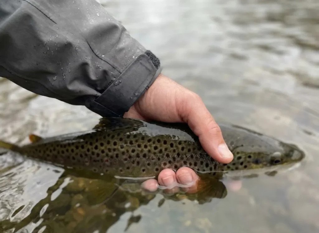A close-up of a wet, clean hand gently cradling a fish underwater to prevent osmotic stress and electrolyte loss.