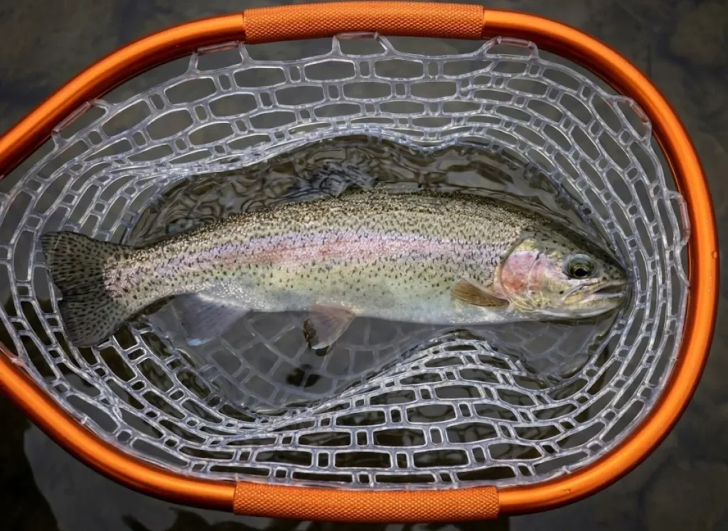 Close-up of a rainbow trout resting safely in a knotless rubber landing net by Rising, illustrating fish-friendly gear that protects the slime coat.
