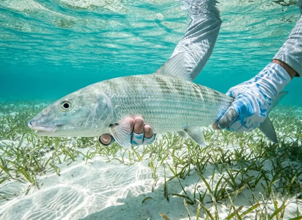 Underwater shot of a bonefish being revived on a tropical flat by an angler wearing Simms gloves, highlighting the delicate physiology of high-performance fish species.