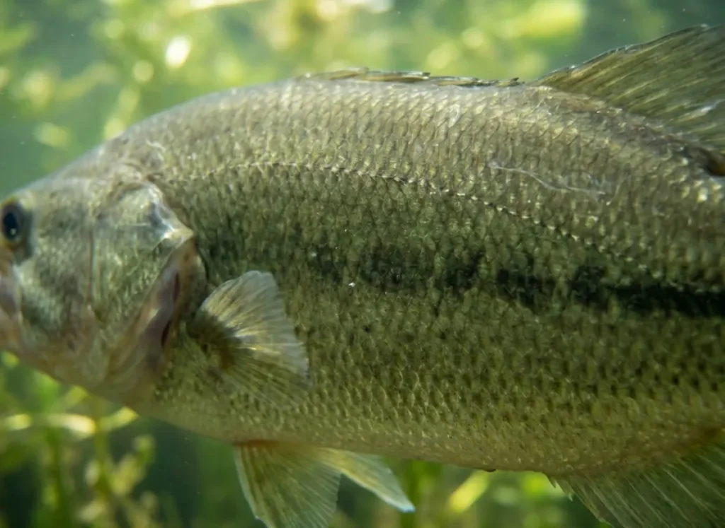 Close-up macro shot of a Largemouth Bass underwater highlighting scales and anatomy.