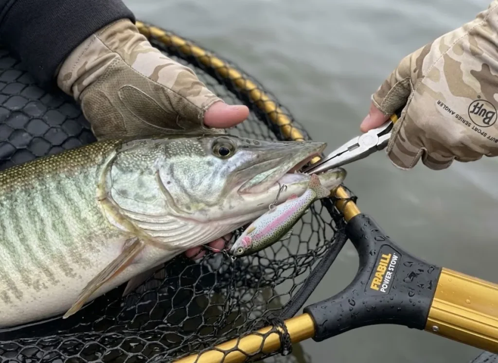 Close up of Tiger Musky head in a Frabill net showing stripes and Savage Gear lure.
