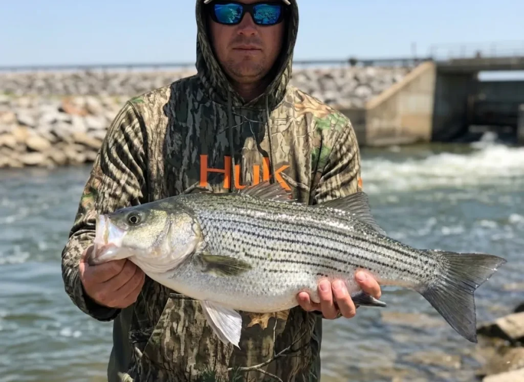 Angler wearing Huk hoodie and Costa sunglasses holding a Wiper bass showing broken stripes.