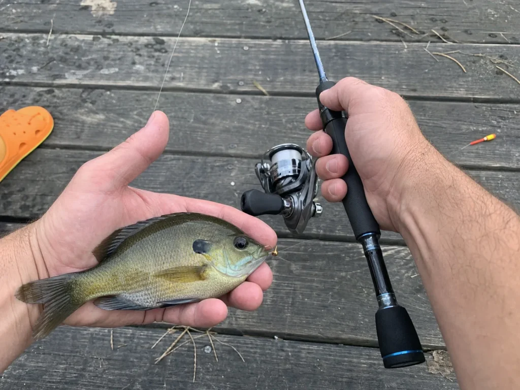 Bluegill held beside an ultralight rod, showing how target species sets the rod length range