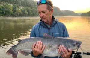Why Blue Catfish Reject Cut Bait—And How to Fix It Angler lifting trophy blue catfish from Tennessee River using cut bait tactics at sunrise