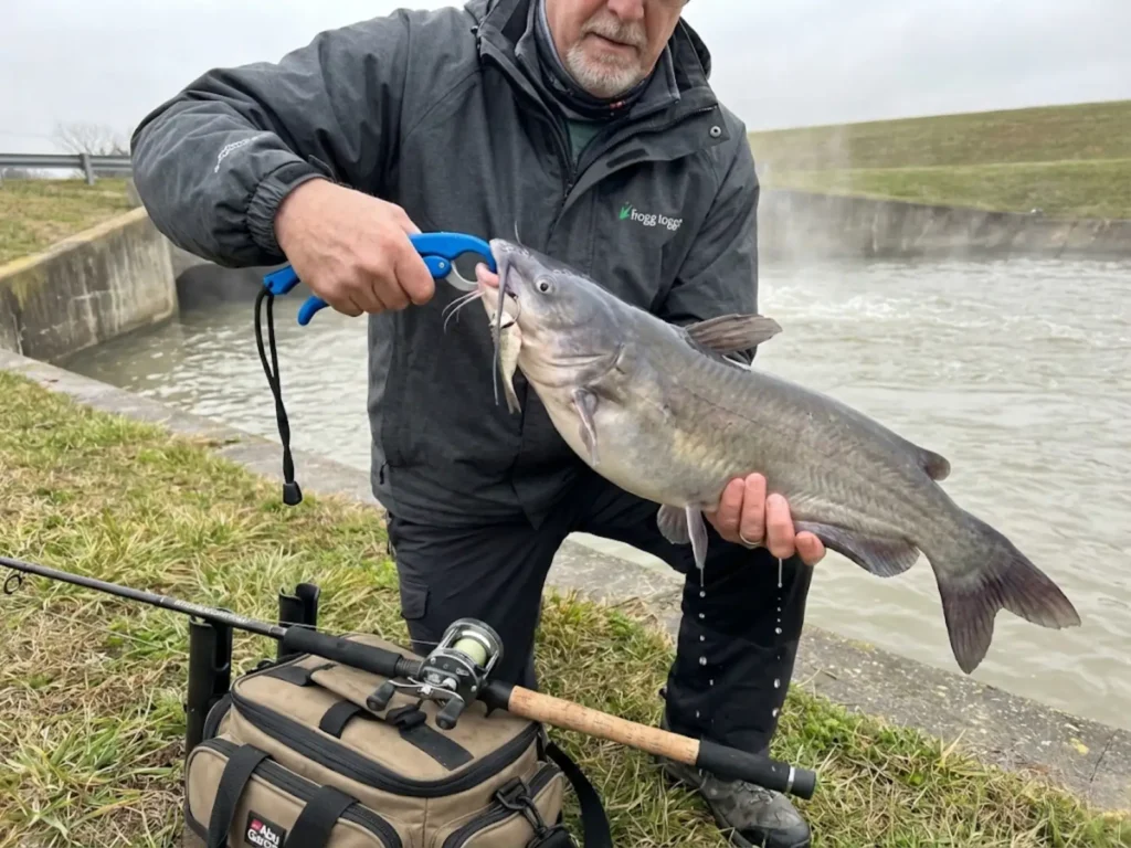 Angler holding trophy blue catfish caught at warm water discharge using cut shad