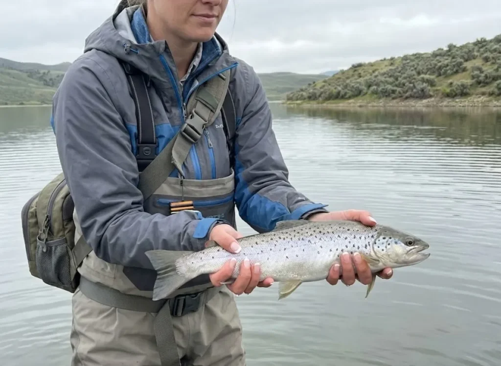 Female angler examining silver lake-run brown trout with X-shaped spots in western reservoir
