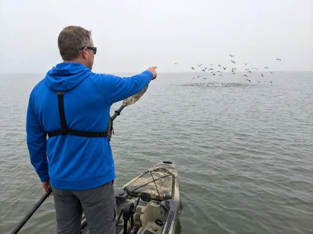 Kayak angler spotting diving birds over bull redfish school on Texas bay