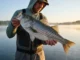 Catch Striped Bass in Freshwater Reservoirs Angler in Simms gear holding a large striped bass at sunrise on a freshwater reservoir with a dam in the background.