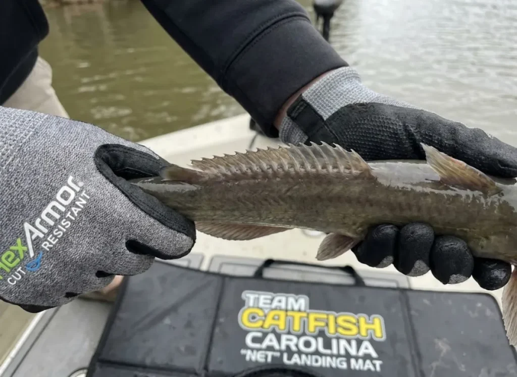 Close-up of catfish dorsal spine showing serrated edges and venom glands