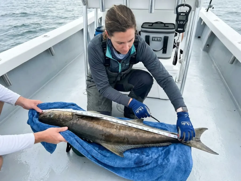 Marine biologist measuring cobia fork length for scientific data collection during tagging study