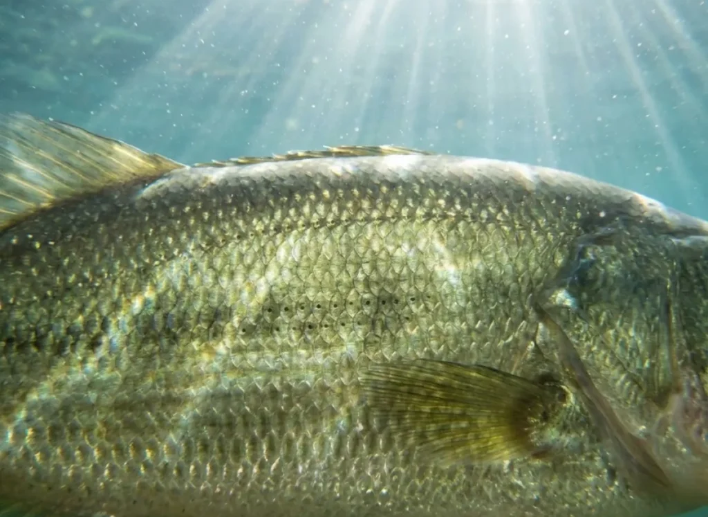 Macro underwater photography showing the detailed lateral line sensory pores on the side of a healthy Largemouth Bass.