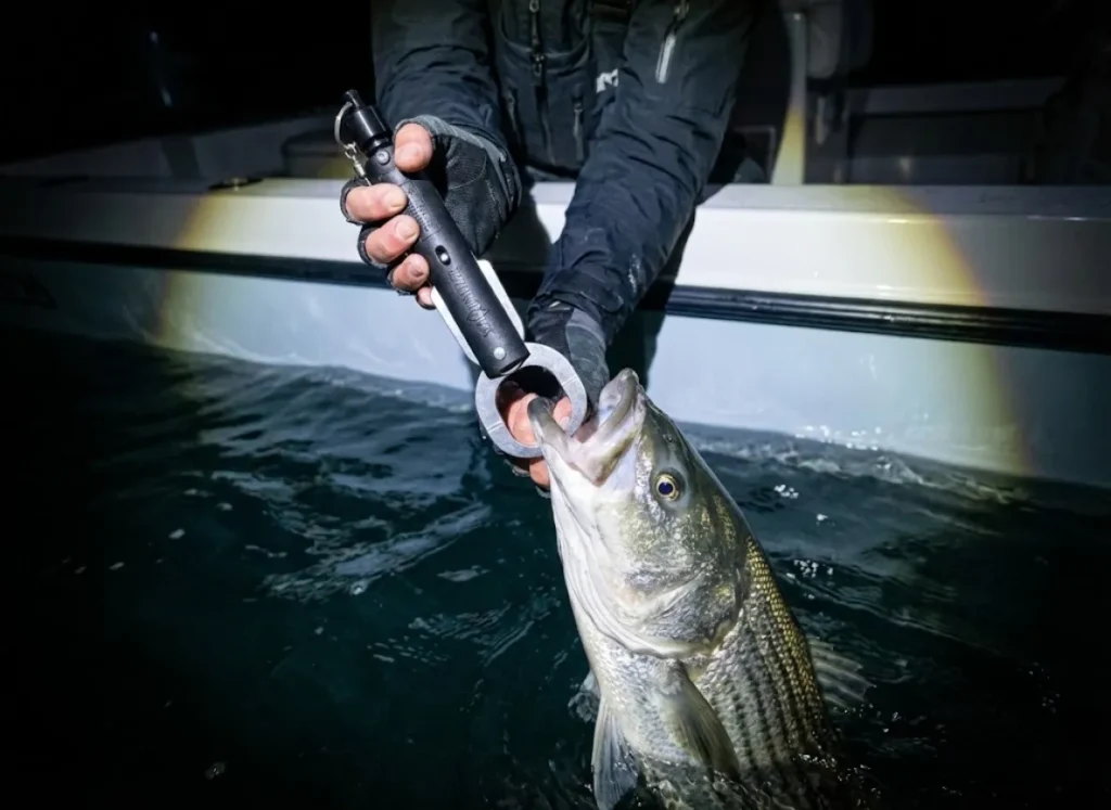 Close-up of a SeaQualizer descending device being used to release a striped bass.