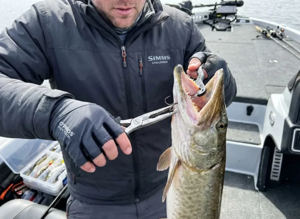 Angler using long-nose pliers and jaw spreader for safe musky hook removal