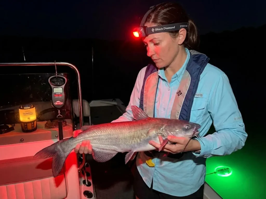 Angler using red headlamp to handle blue catfish at night without spooking fish with white light