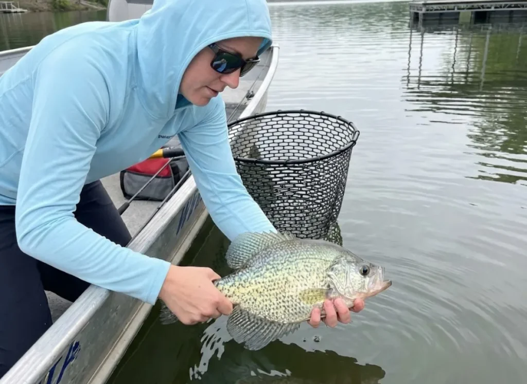 Female angler practicing catch and release with trophy crappie during post-spawn recovery