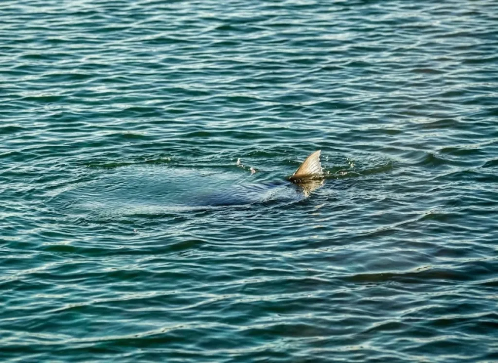 Telephoto shot of nervous water on a saltwater flat, showing the subtle surface disturbance caused by a school of predatory fish.