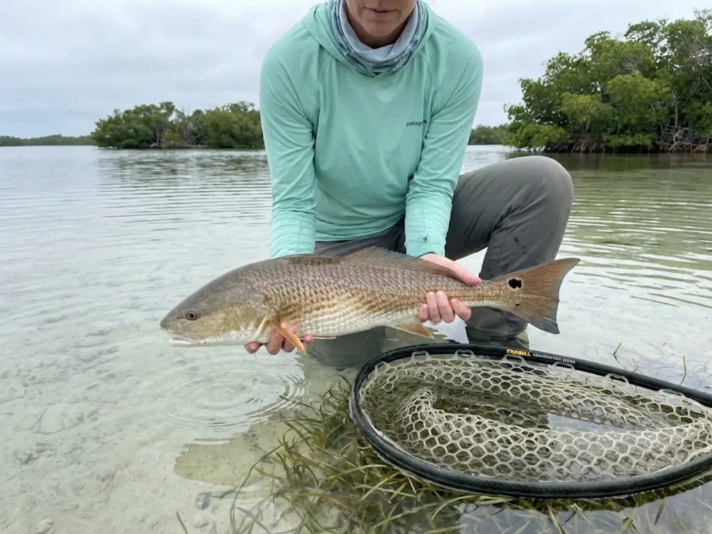 Angler practicing catch-and-release with proper horizontal hold for redfish in grass flat