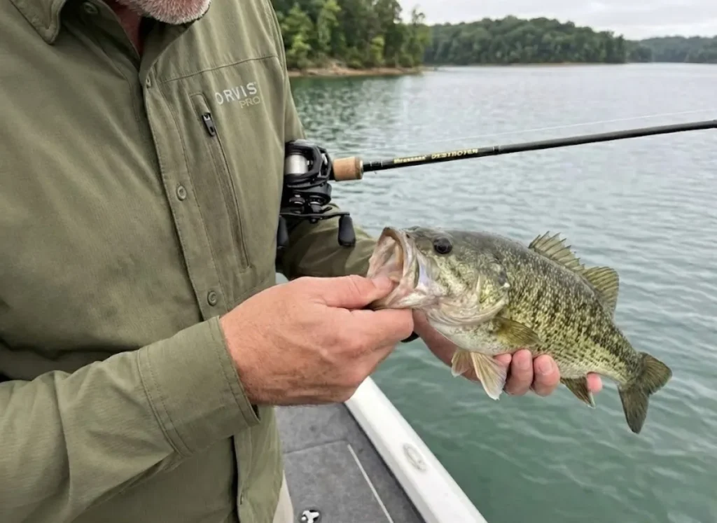 Angler checking spotted bass tongue patch for species identification on boat deck