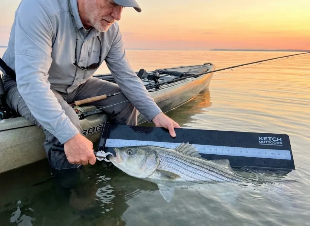 Proper striped bass handling Boga Grip bump board fish in water Chesapeake conservation