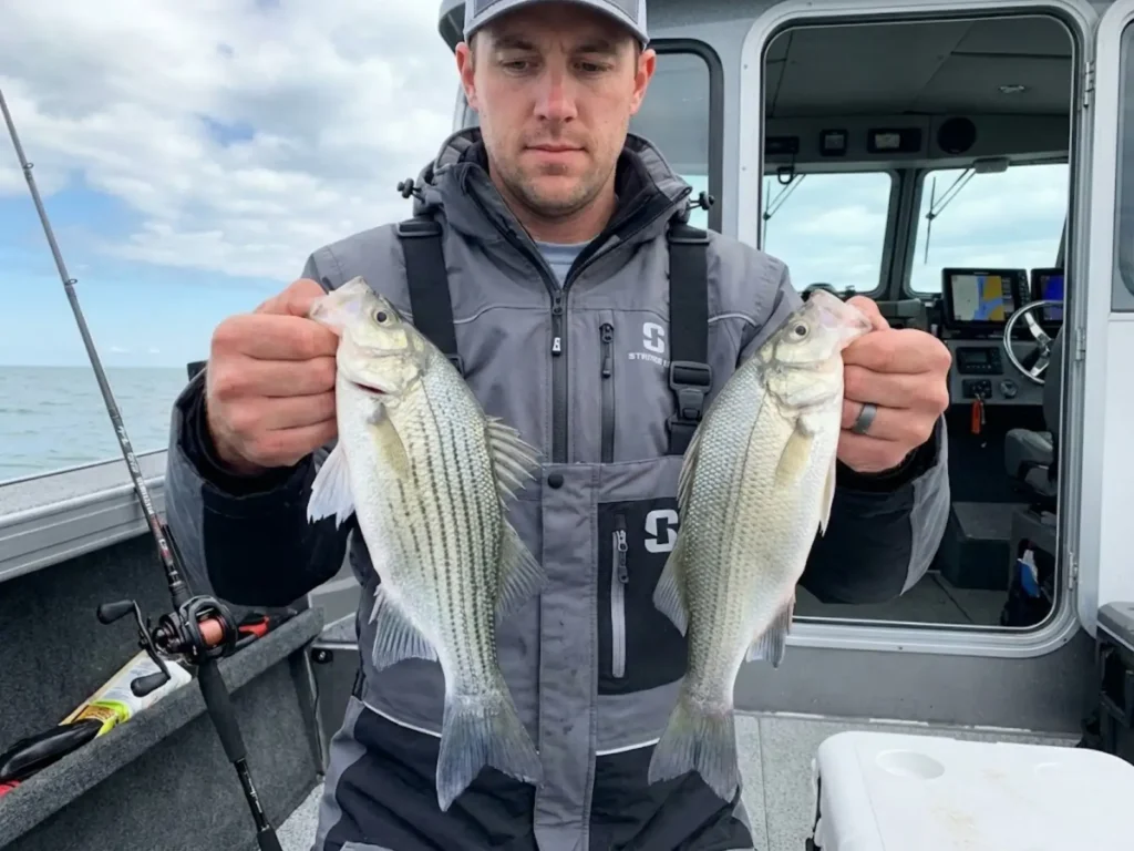 Angler comparing white bass horizontal stripes with stripeless white perch on Lake Erie charter boat