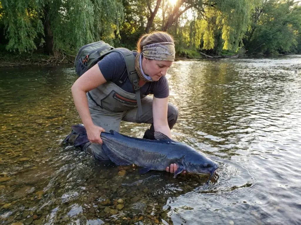 Angler carefully releasing a trophy blue catfish back into a river at sunset 