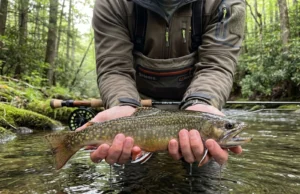 How Brook Trout Lost 80% of Their Native Habitat Native brook trout with vermiculate patterns held above Appalachian headwater stream before release