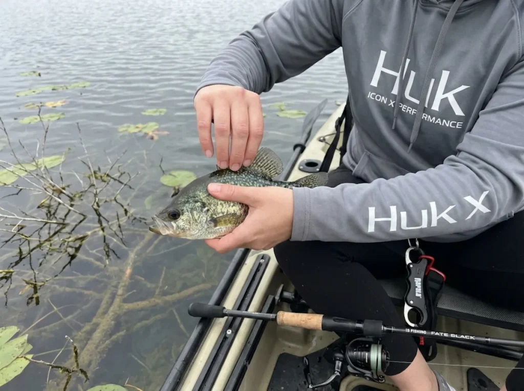 Angler counting dorsal fin spines on a black crappie for field identification from a kayak