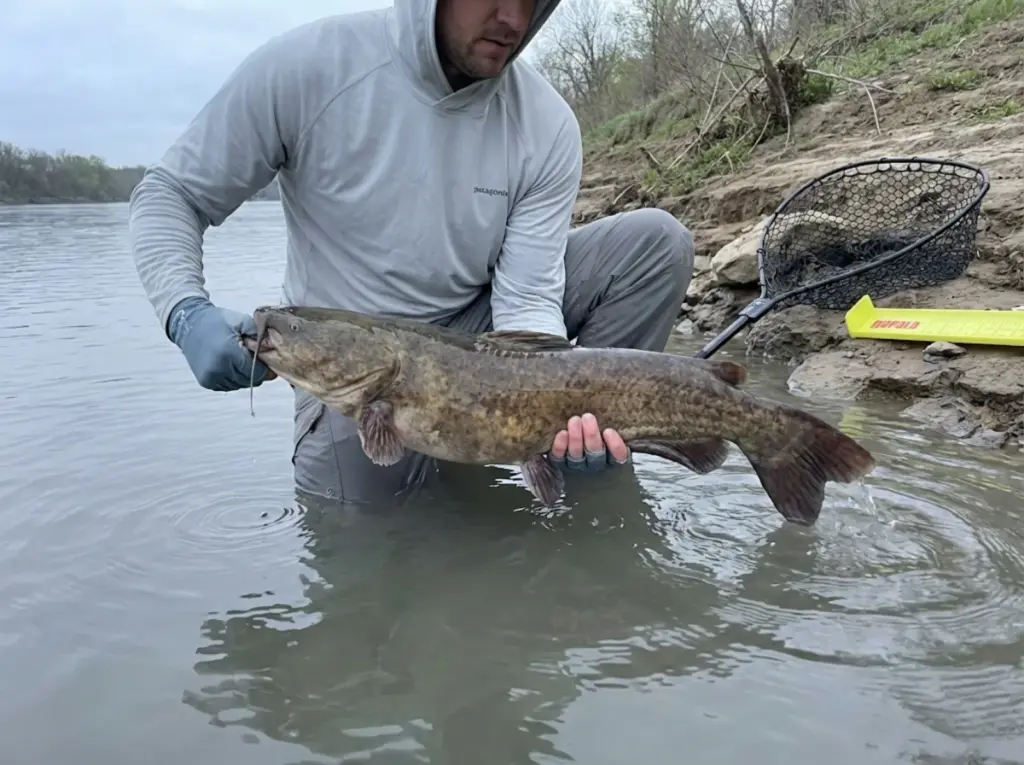Angler kneeling in shallow water supporting a large flathead catfish horizontally during catch-and-release on a river