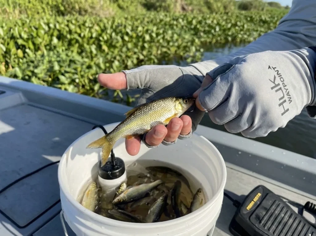 Angler hands hooking a live golden shiner on Lake Okeechobee bass boat with bait bucket