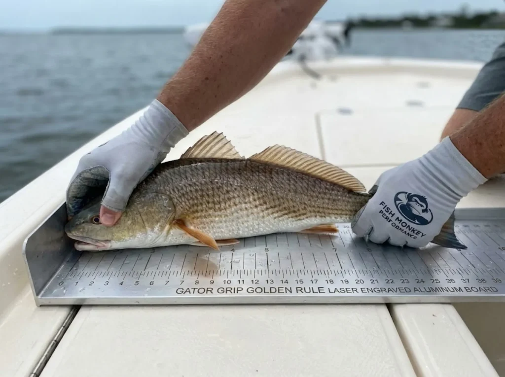 Proper fish measurement technique on bump board with mouth closed and tail pinched