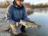 Cold Water Bass Quit Biting Until I Changed This Angler releasing largemouth bass into cold winter lake from bank — winter bank fishing cold water tactics