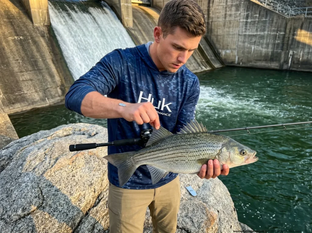Angler checking the anal spine ratio on a hybrid striped bass