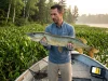 Why Big Pike Stay in Shallow Weeds All Summer Trophy northern pike caught in shallow summer weed bed — how to catch pike in shallow weeds summer