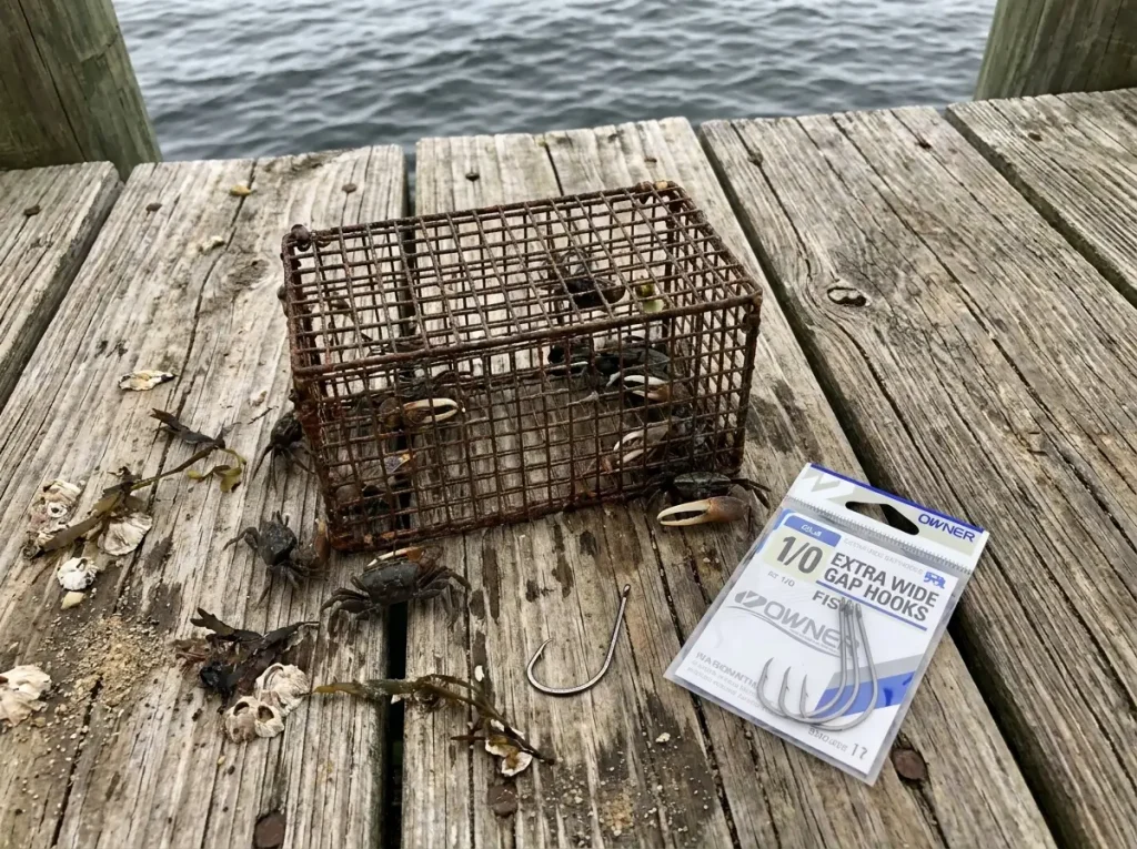 Live fiddler crabs on dock planks next to a wire trap and sheepshead hooks, showing the best bait for sheepshead fishing