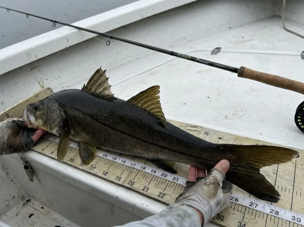 Snook being measured against a slot limit measuring board showing 28-30 inches on a Florida flats boat